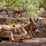 Bauernhof auf Mallorca für Kinder