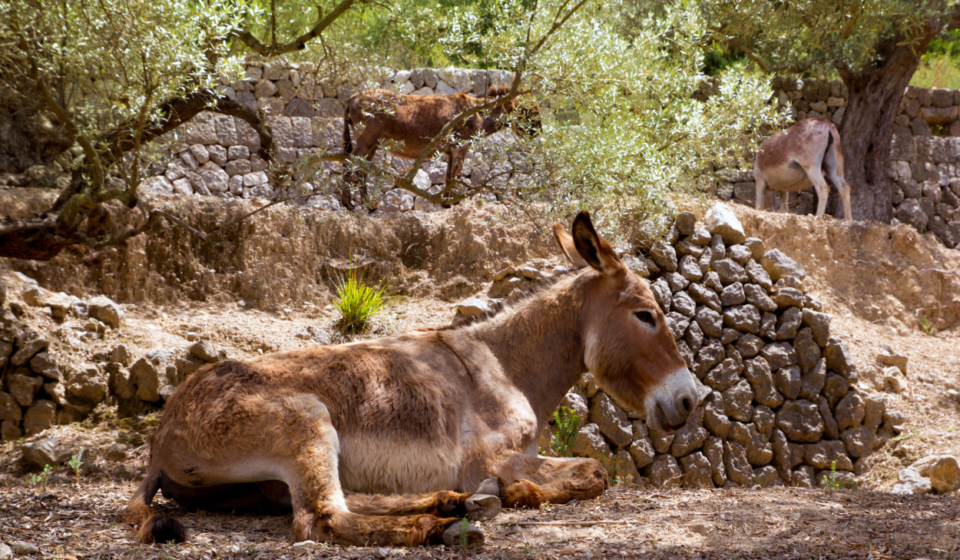 Bauernhof auf Mallorca für Kinder