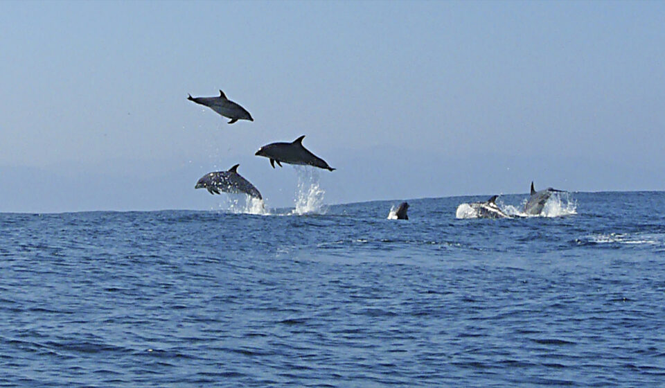 Delfin Tour auf Mallorca machen: Ein Spaß für die ganze Familie