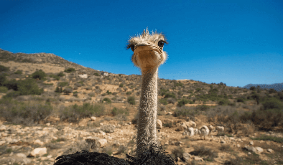 Straußenfarm Mallorca mit Kindern: Lohnt sich Artestruz bei Campos? Ausflugsziel: Straußenfarm auf Mallorca